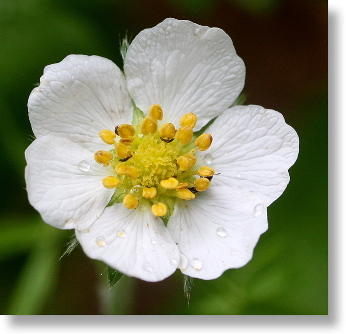 why did my strawberry flowers suddenly look like tiny stars?
