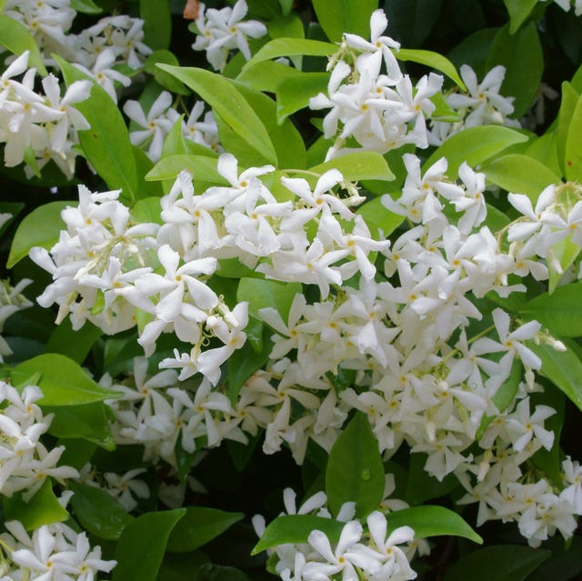 why did my backyard explode with jasmine blooms this spring?
