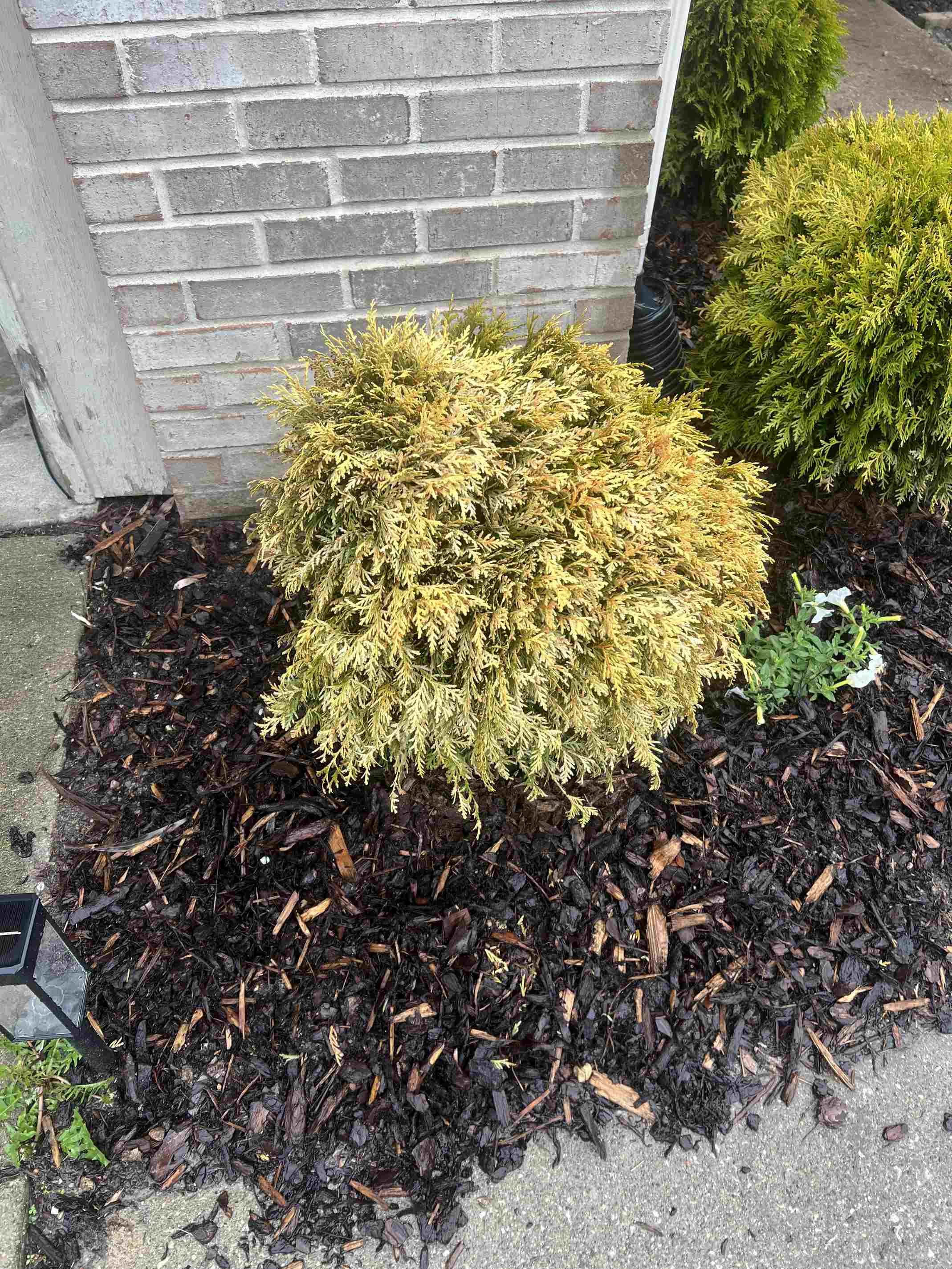 why did my danica arborvitae turn yellow overnight? here’s my wild fix
