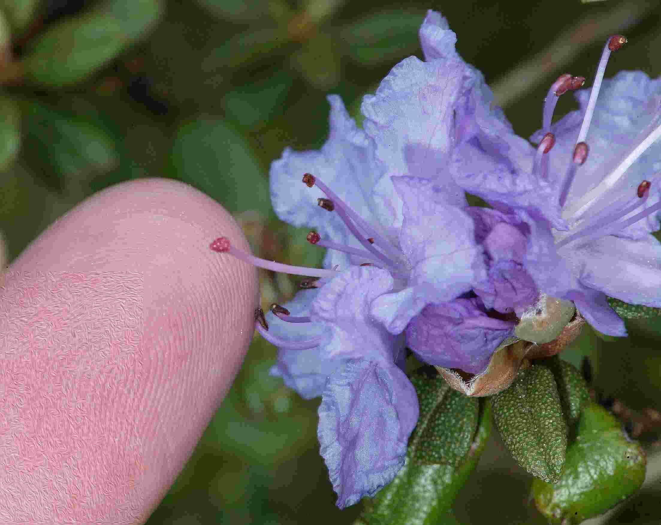 why did my tiny purple azalea just steal the garden spotlight?