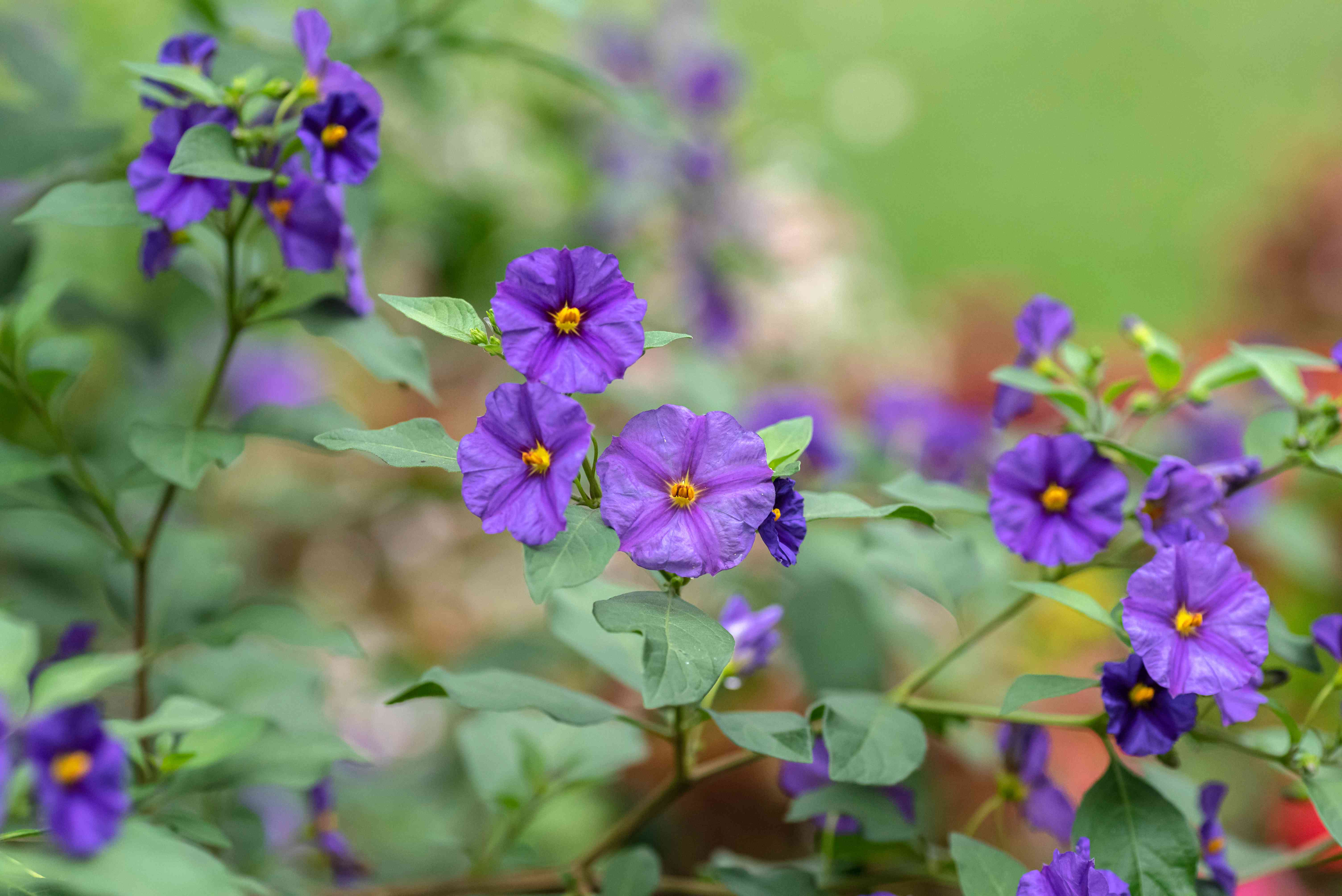 why did my adirondack blue potato flowers turn my garden into a secret fairyland?