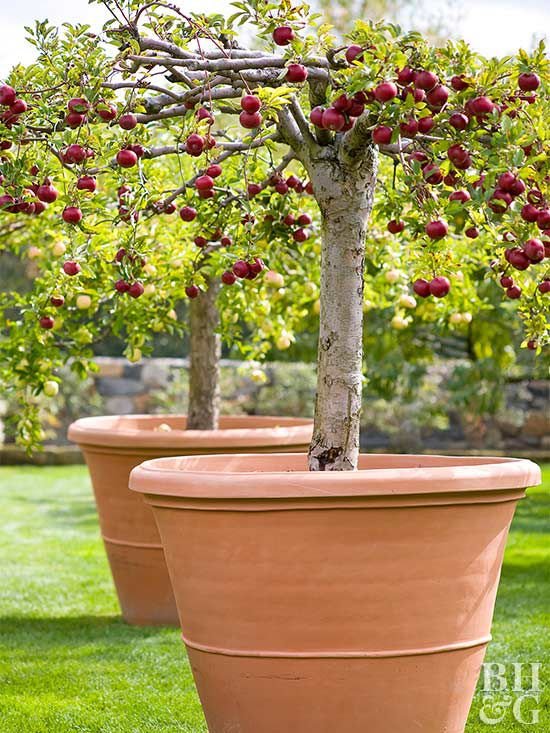 did i just grow a mini forest from one apple core? wild!