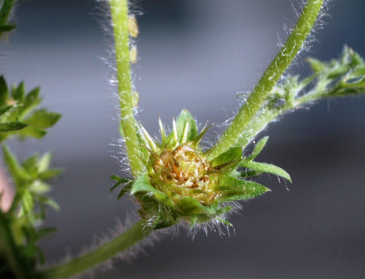 did i just discover a secret dill twin or a sneaky burrweed?