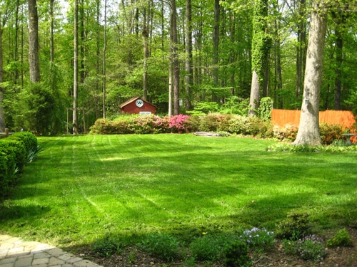 why did my backyard explode with green after tilling and reseeding?