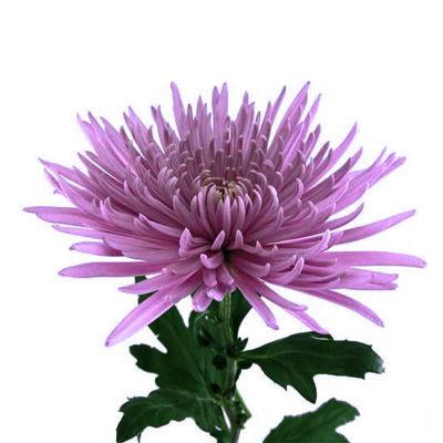 why did i drive across town for a purple spider mum? read this