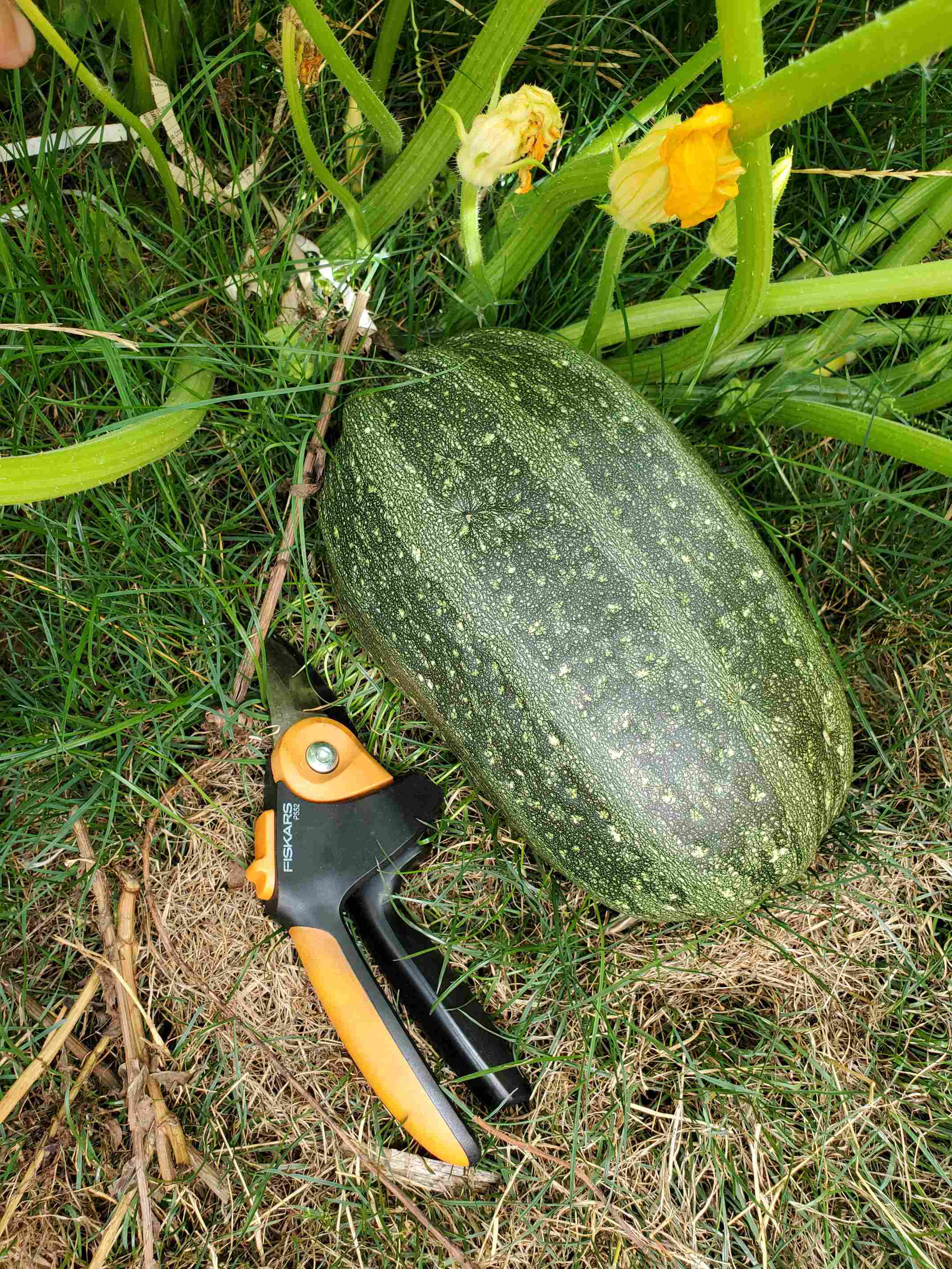 is this mystery squash a garden jackpot or a total flop?