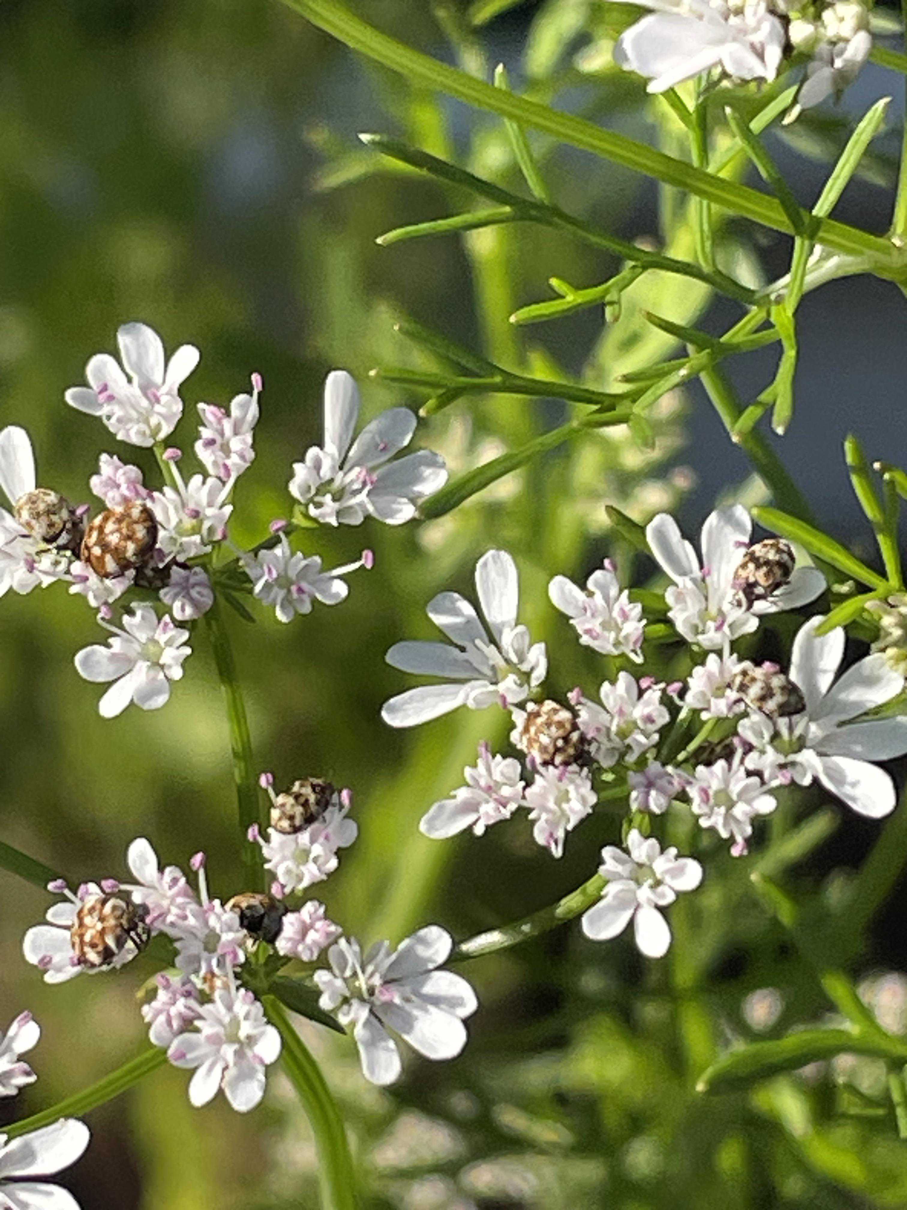 why did i let my cilantro go wild? the answer involves ladybugs