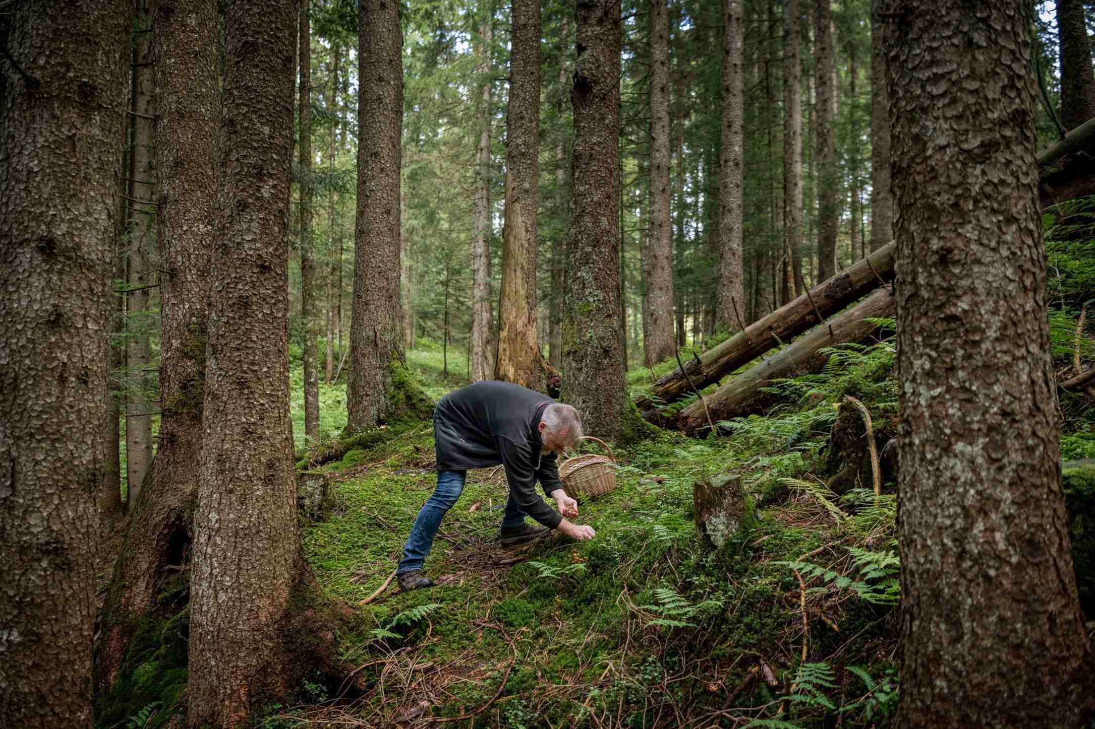 Foraging: A Hidden Danger?