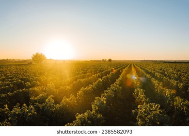 Burgundy wine shock