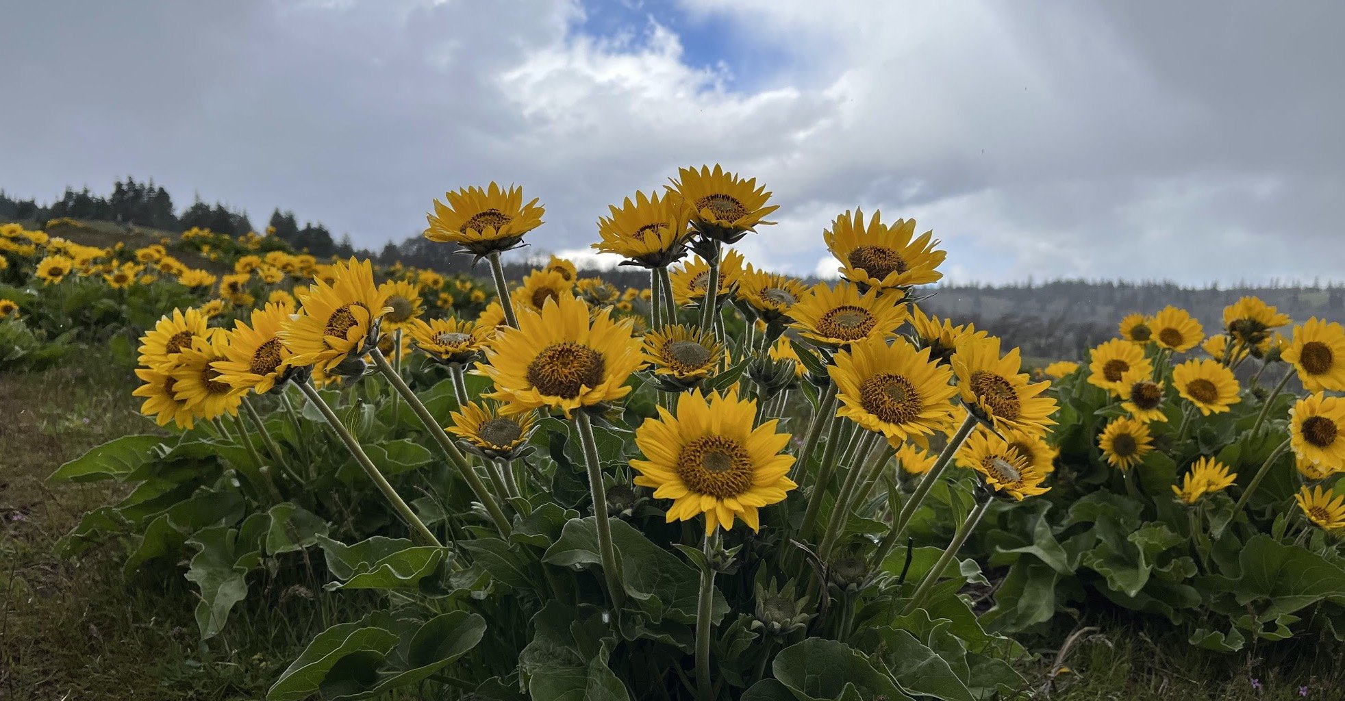Sunflowers and secrets at Coyote Wall