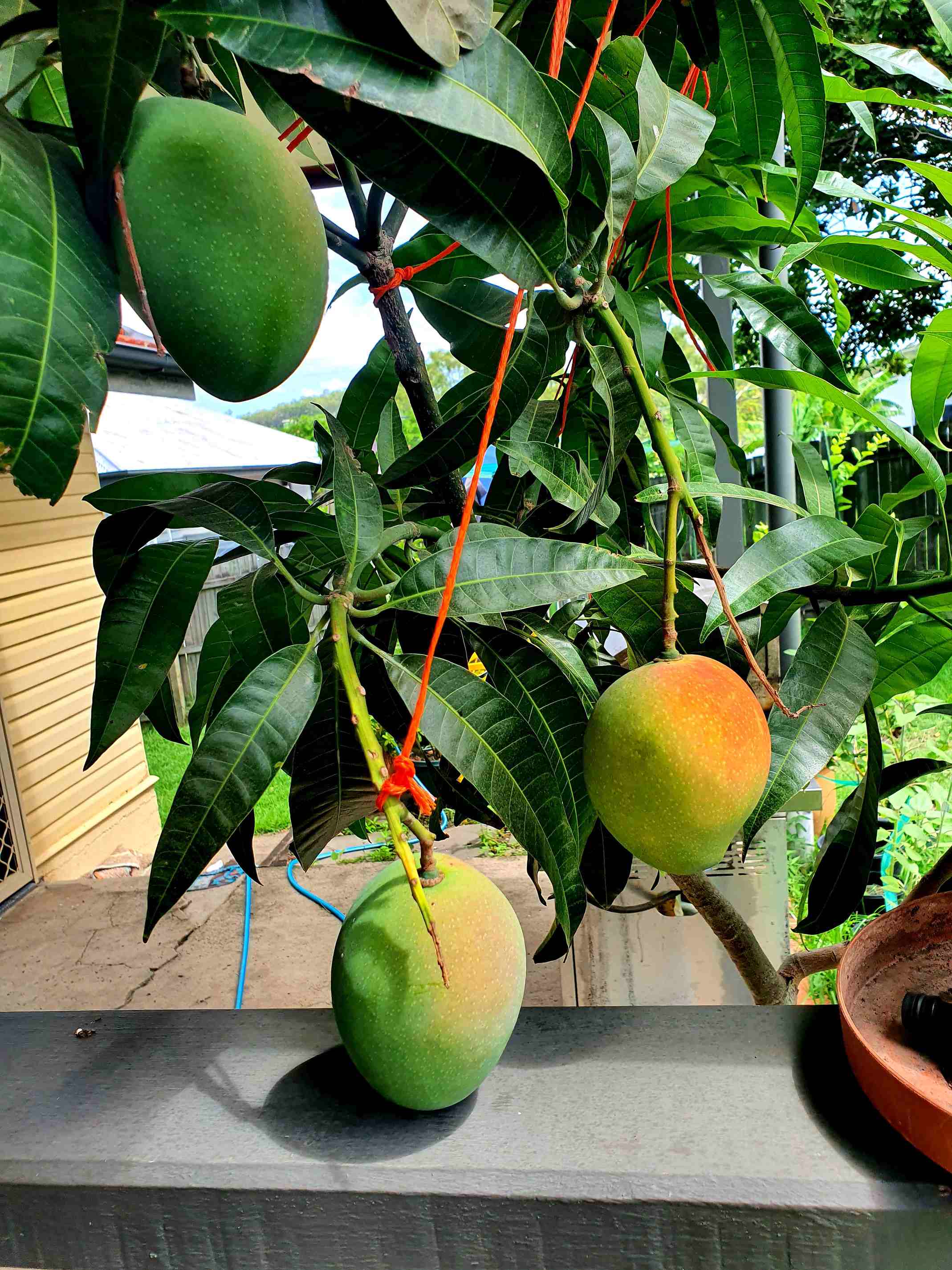 is this real life? i just picked my first homegrown mango!