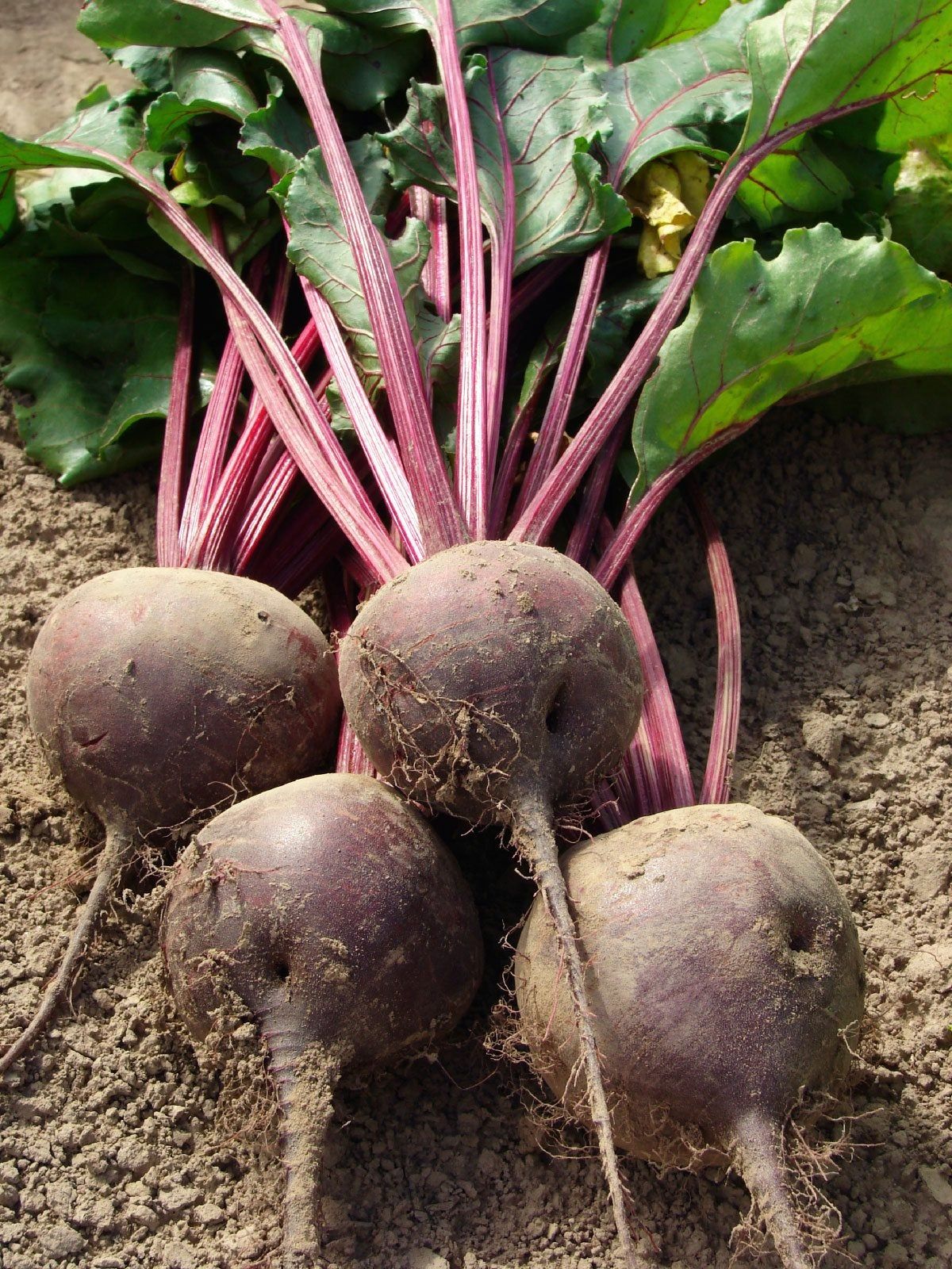 why did pulling beets from my backyard feel like winning a prize?