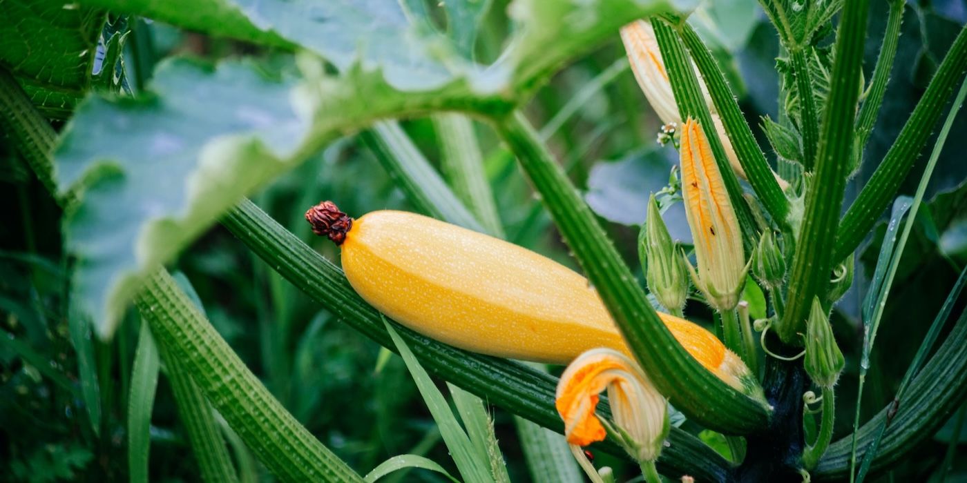 how did my dad end up with a mountain of zucchinis this summer?