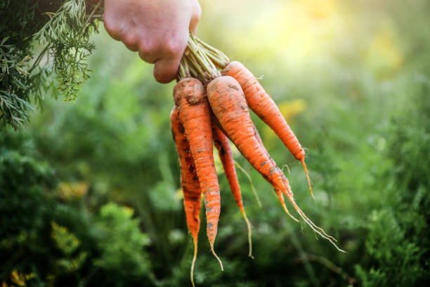 did i just grow a carrot from a tiny seed or am i dreaming?