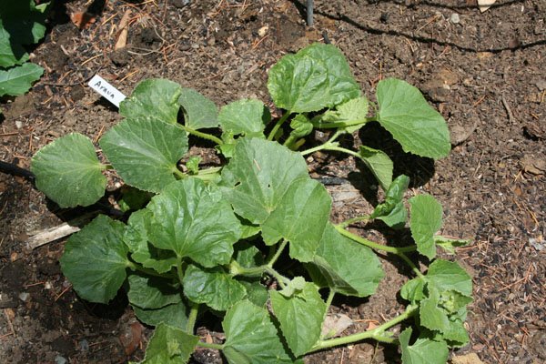 why did my melons start flopping everywhere this summer?