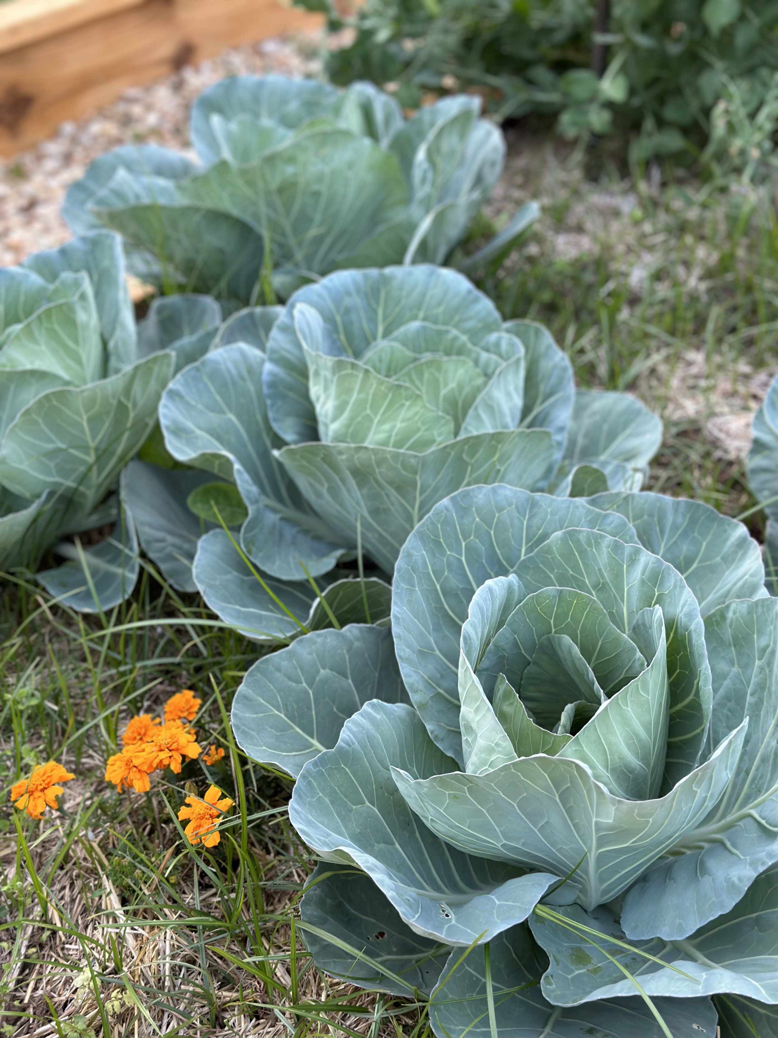 how did a tiny seed turn into my epic backyard cabbage win?