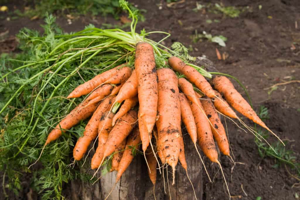 did i just pull off the ultimate backyard carrot harvest ever?