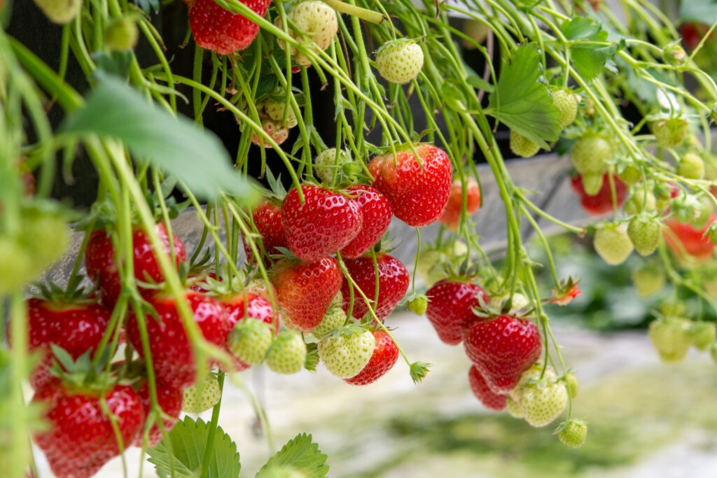 why are tiny green bugs feasting on my strawberries at 2am?