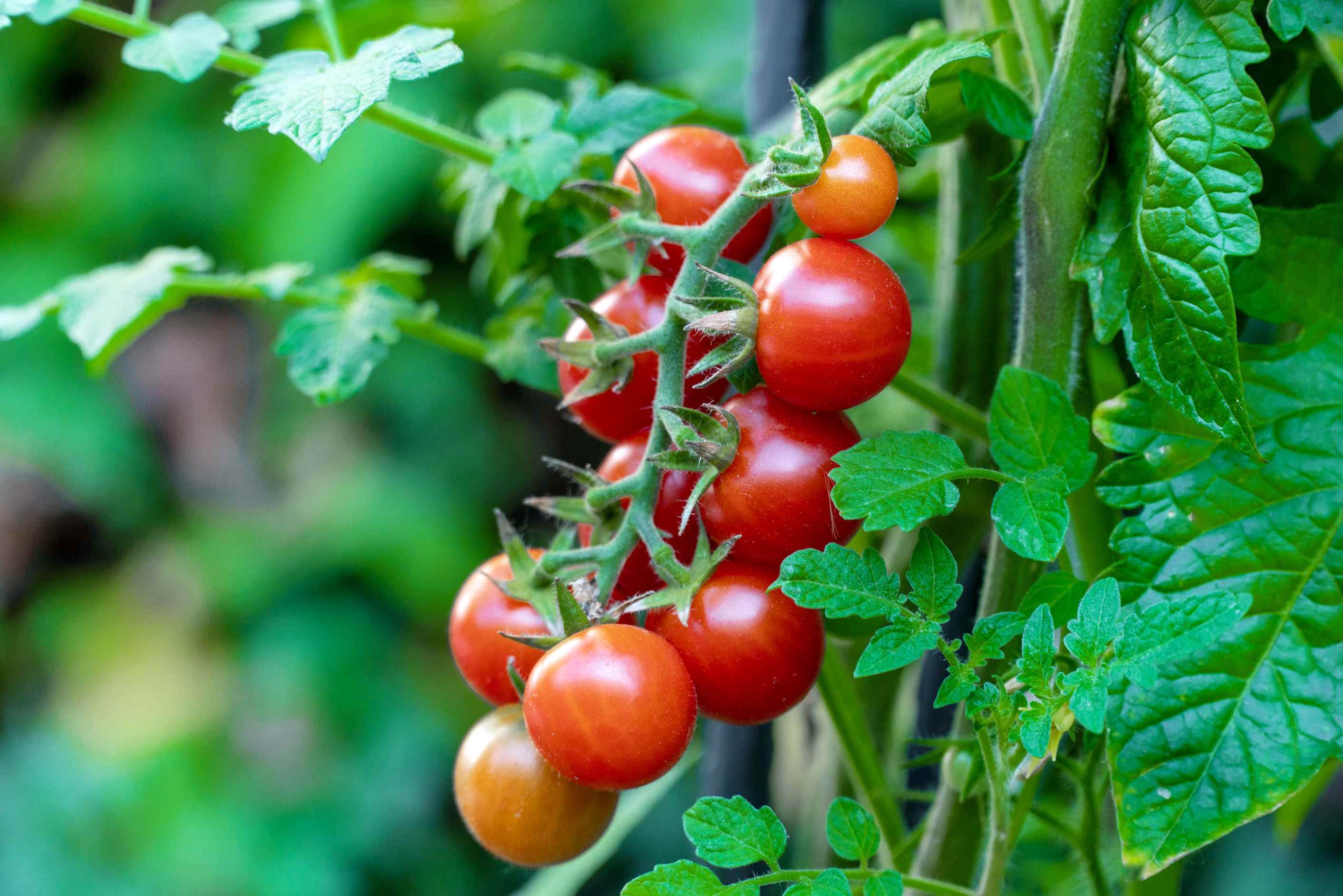 is this a tomato or a tiny watermelon? my wild garden surprise