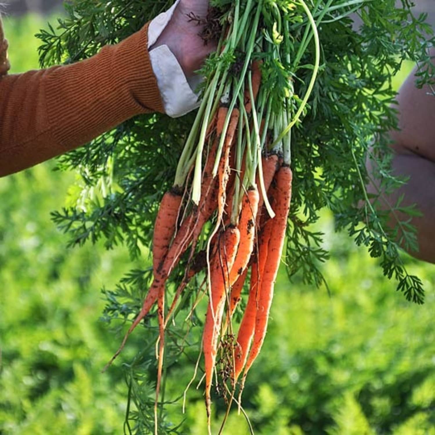 how did my tiny carrots end up looking like orange toothpicks?