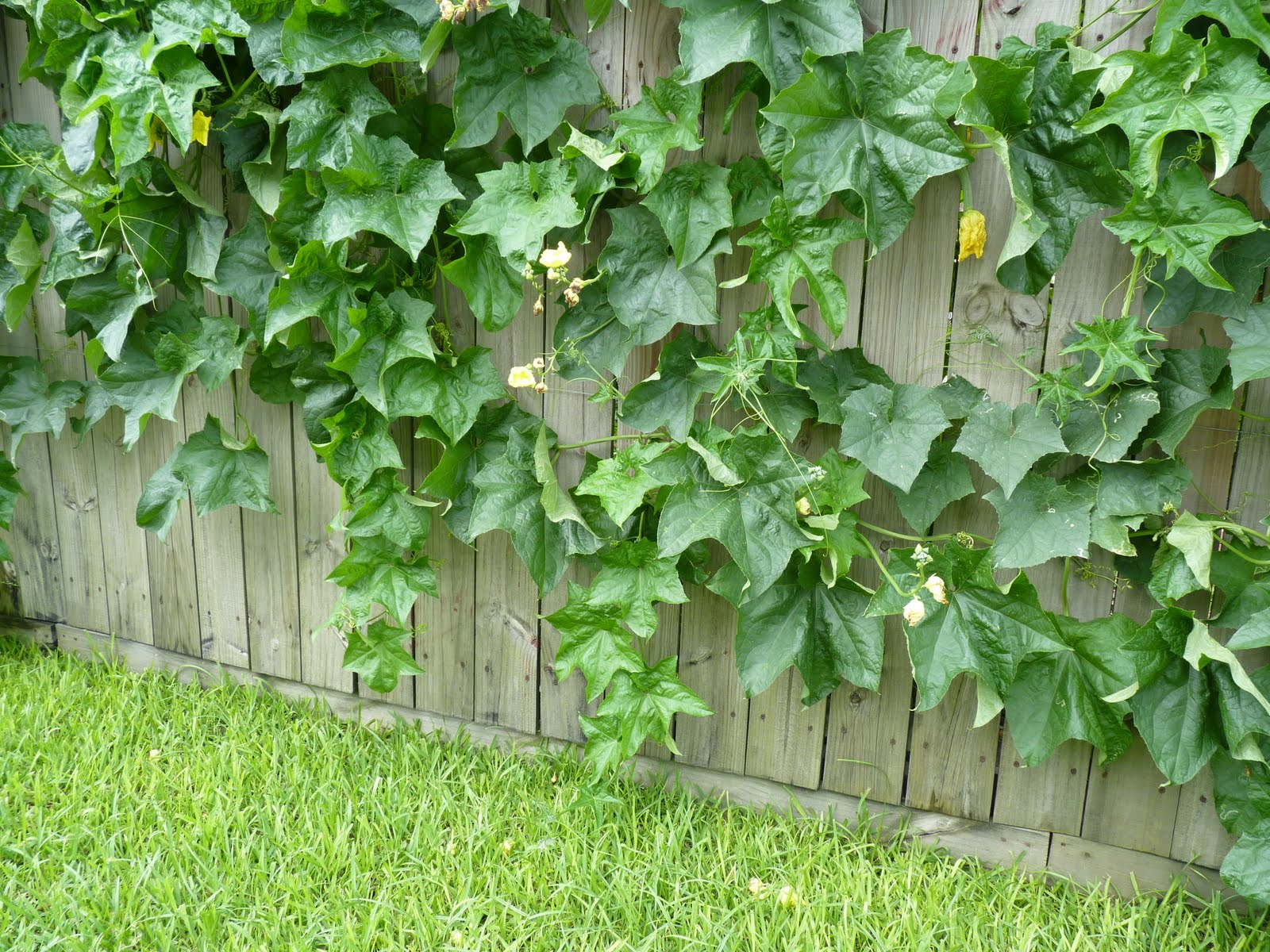 has anyone else tried growing zucchini up a fence and loved it?