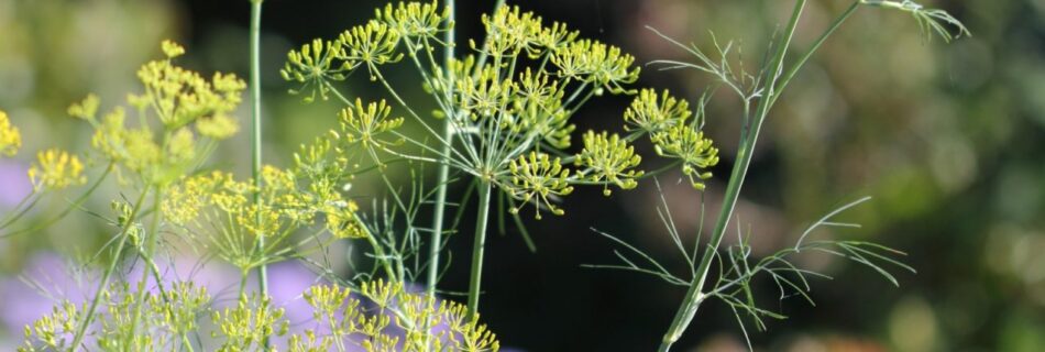 is my dill plant just a snack bar for caterpillars or what