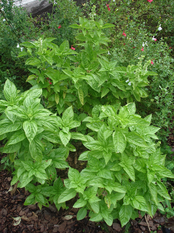 why did my kitchen turn into a basil jungle overnight?