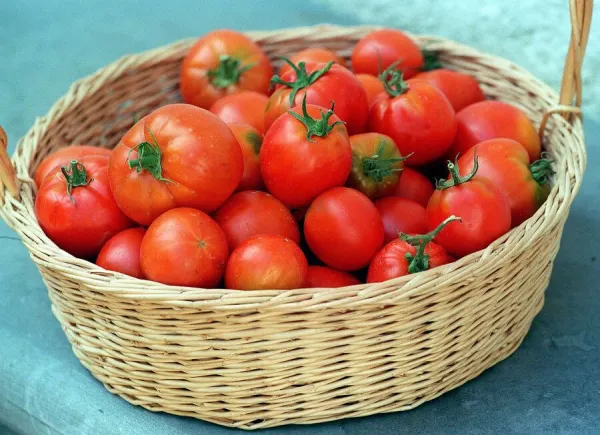 how did i end up with a mountain of tomatoes in my kitchen?