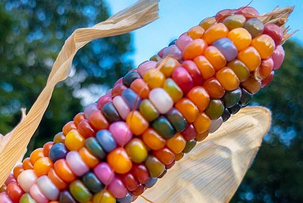 did i just unlock rainbow corn magic in zone 5b or what