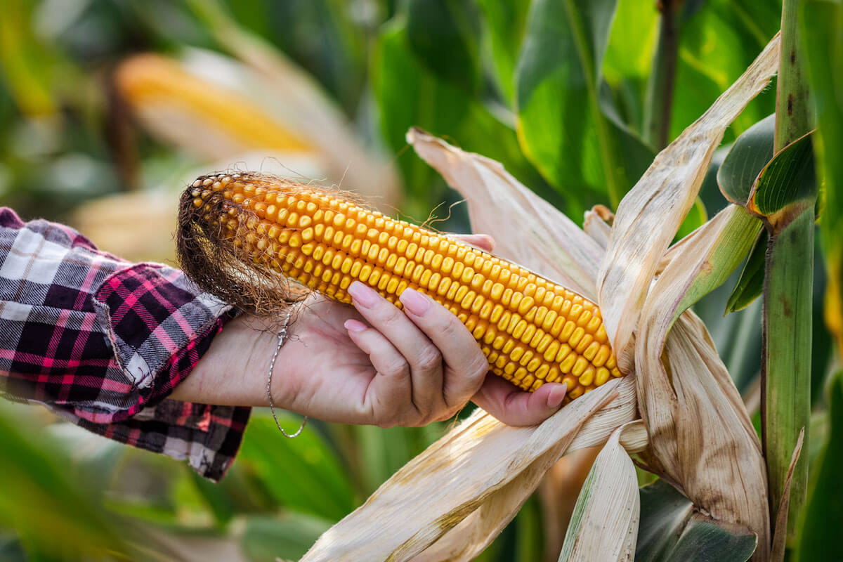 did i just grow my own corn from scratch or am i dreaming?