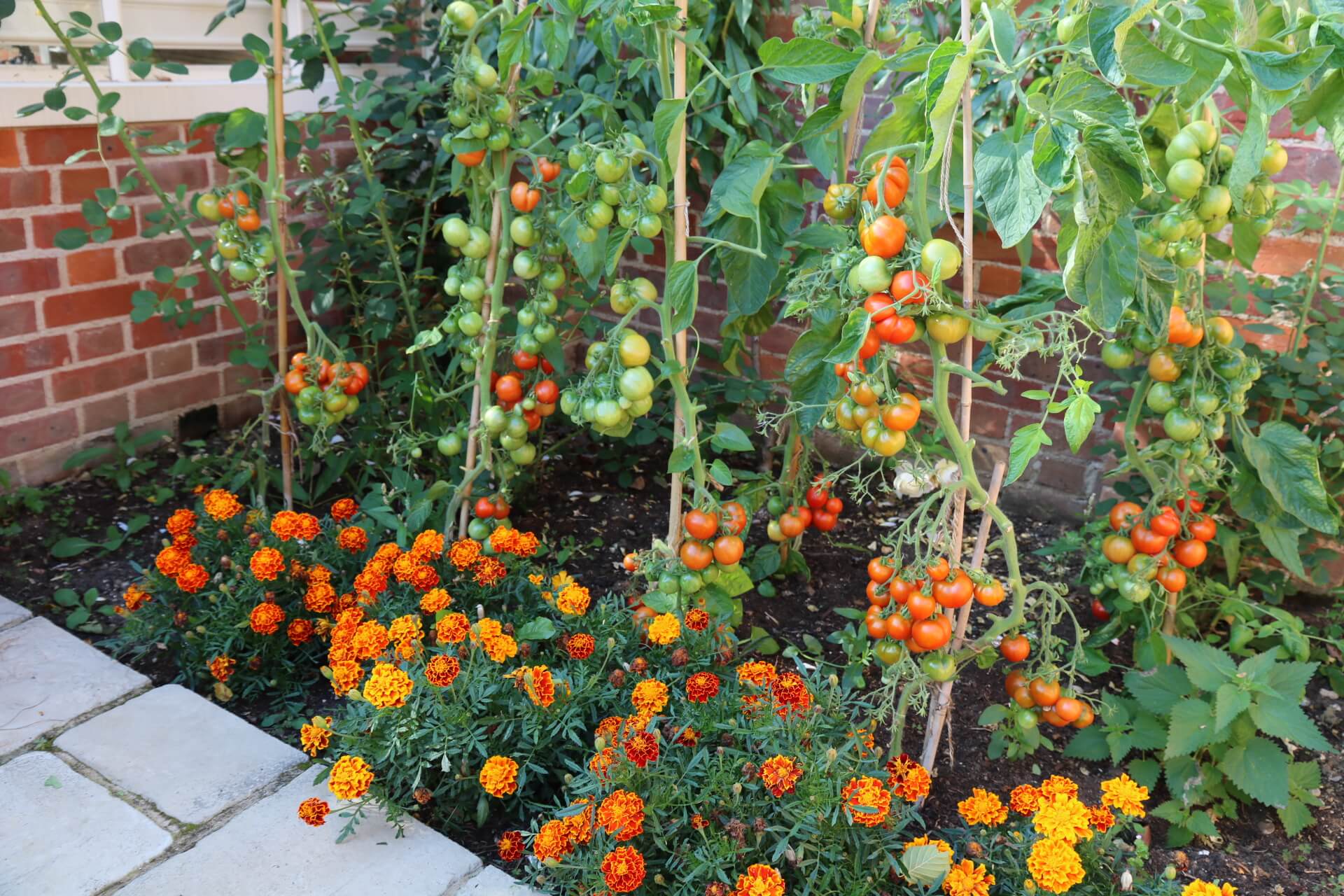 why does everyone think my backyard tomatoes are store-bought?