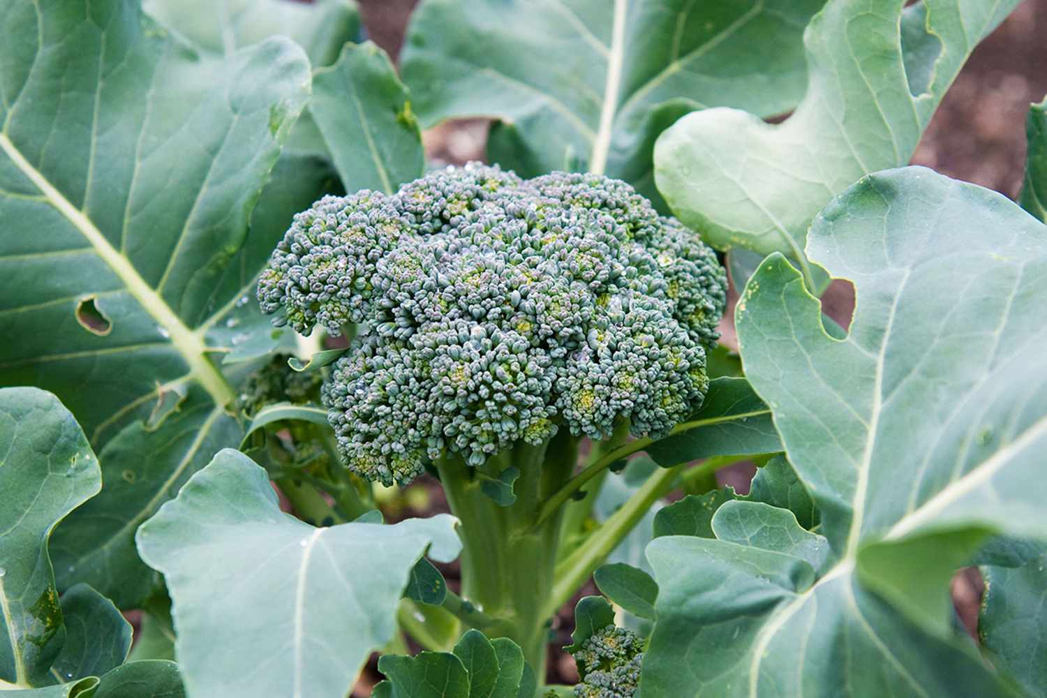 how did i finally get broccoli to thrive in zone 10b after years of fails?