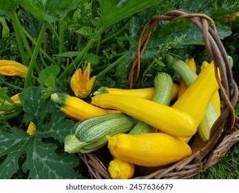 how did my backyard zucchini turn into a veggie jackpot overnight?
