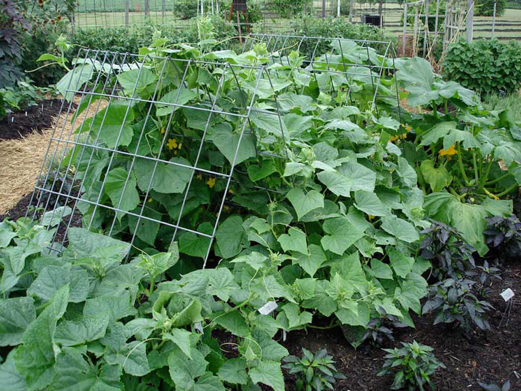 did i just turn $1.69 into a cucumber jackpot in my backyard?