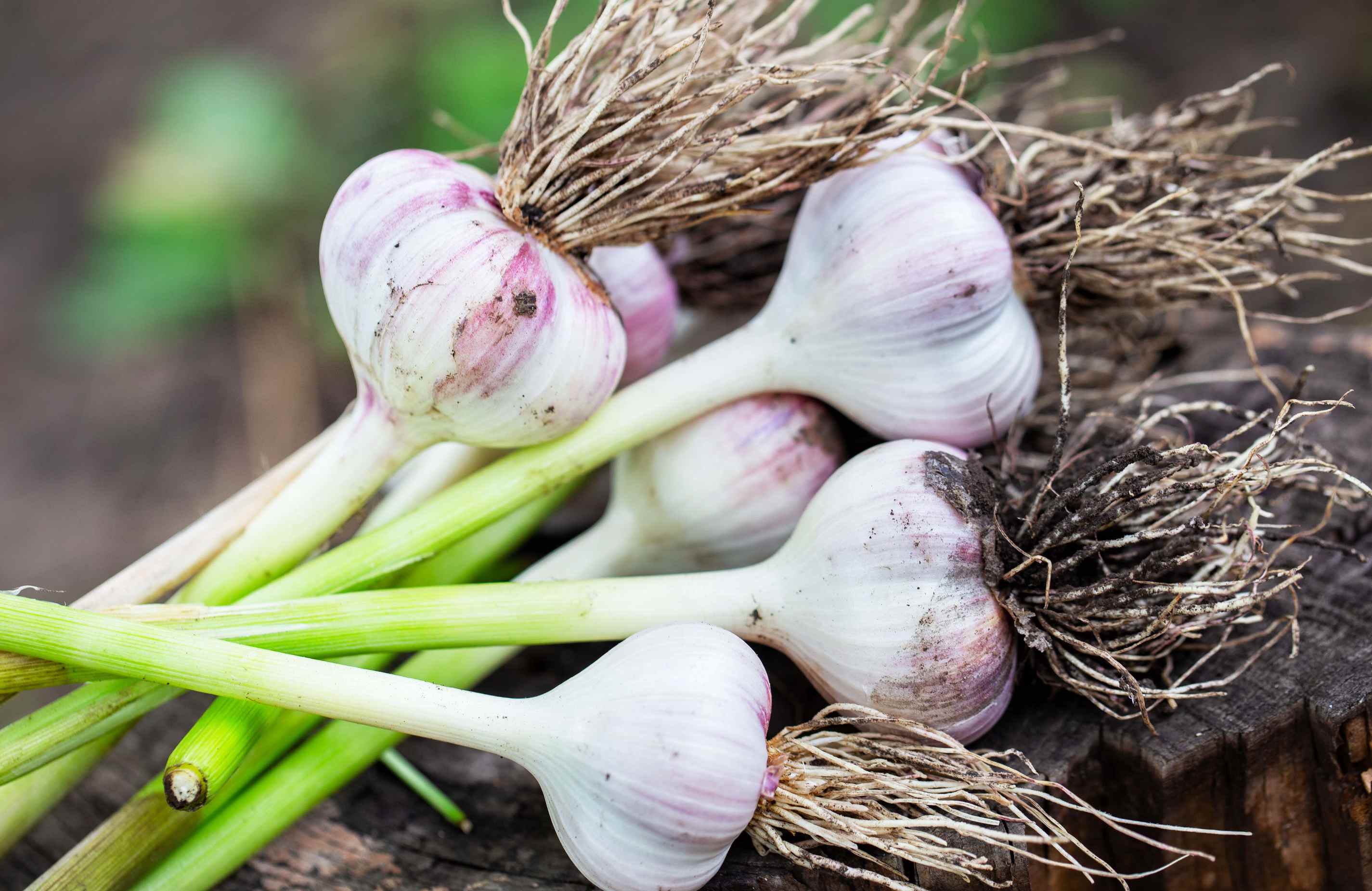 is this the most satisfying garlic haul ever or what?