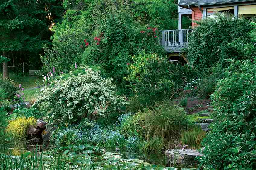 is my wild backyard garden a disaster or just misunderstood genius?