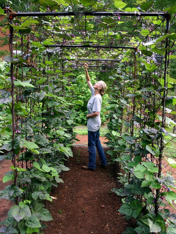 did my boyfriend just invent the ultimate bean trellis hack?