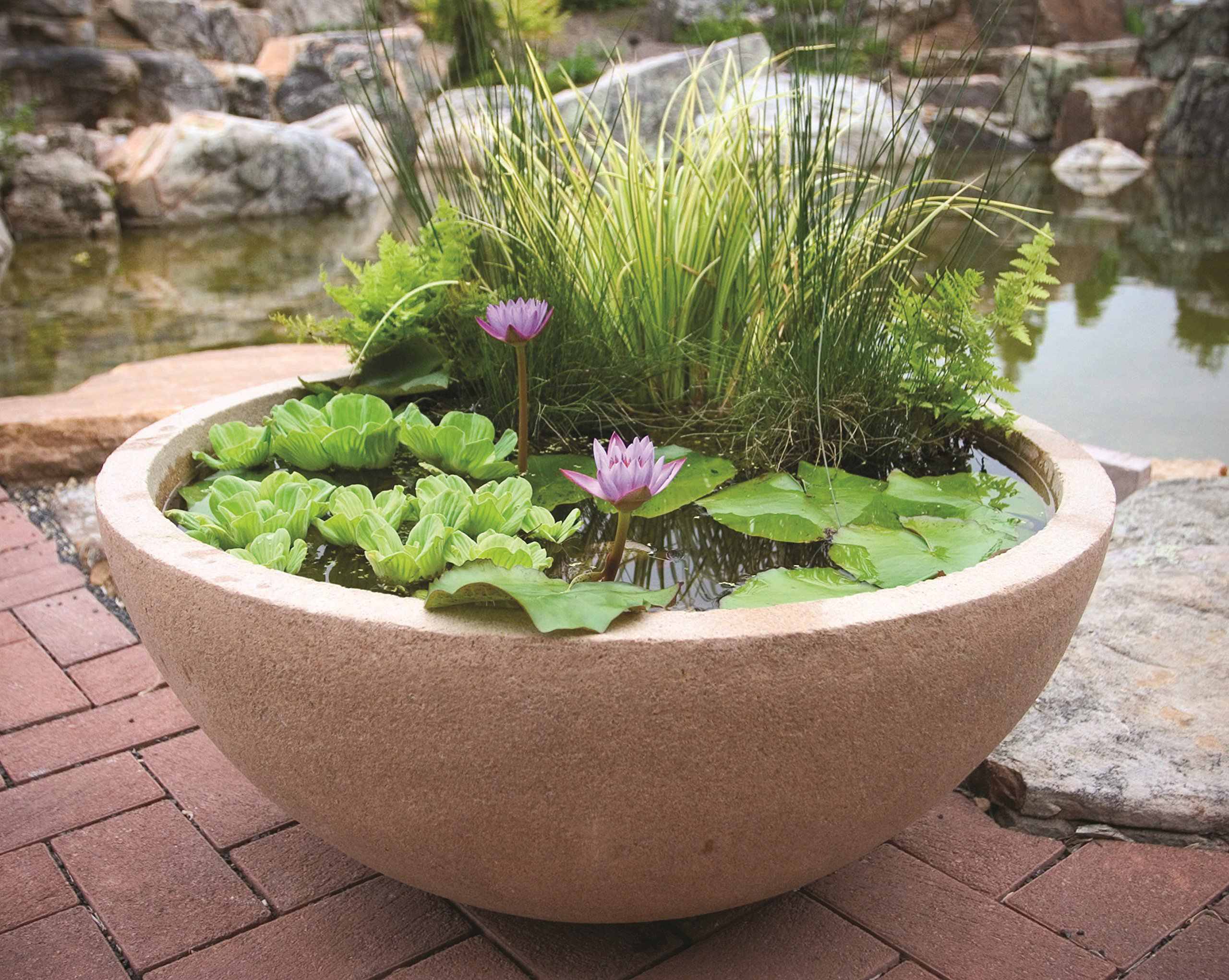 how did a plastic tub turn into my backyard oasis in a week?