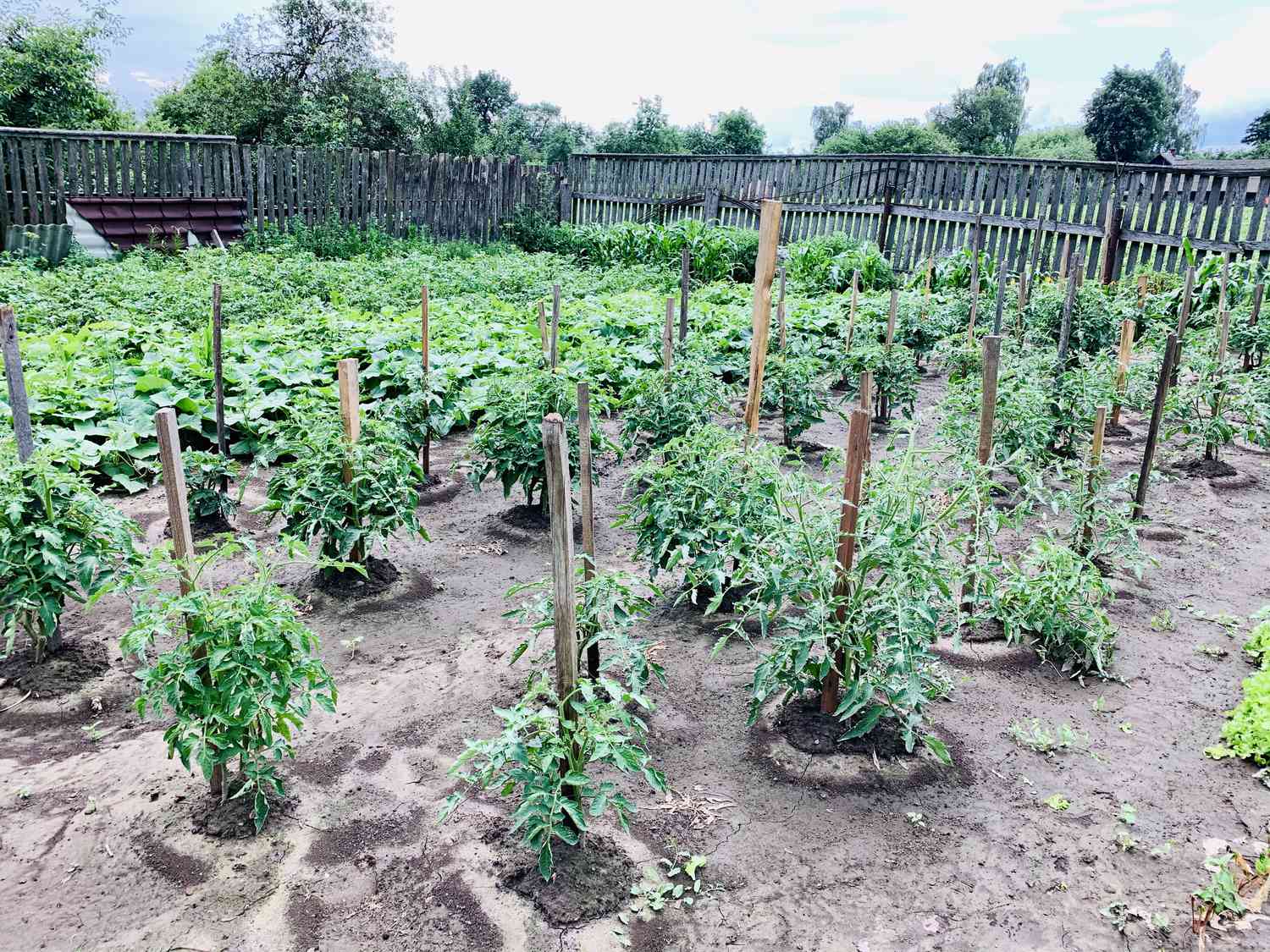 how did my tomato plants survive a wild squirrel invasion?