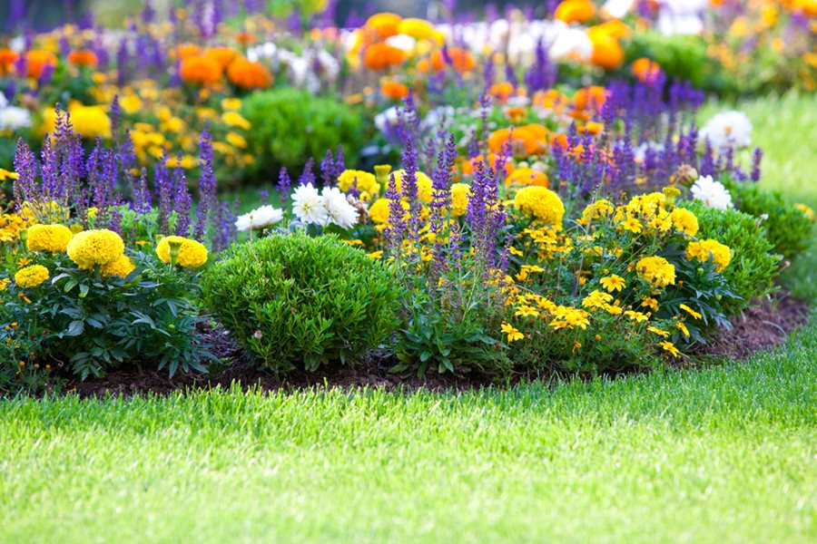 why did my backyard explode with color after i tried this weird planting trick?
