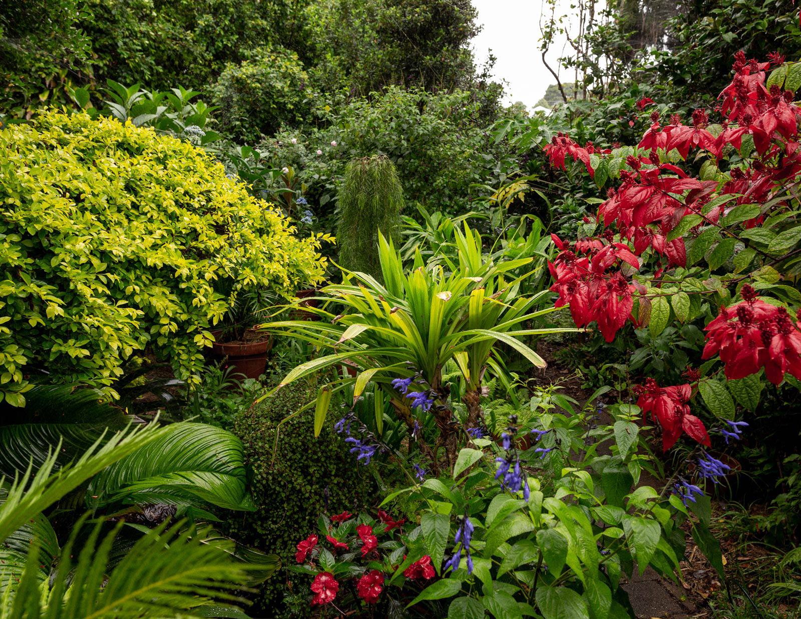 how did my brisbane front yard turn into a flower jungle overnight?