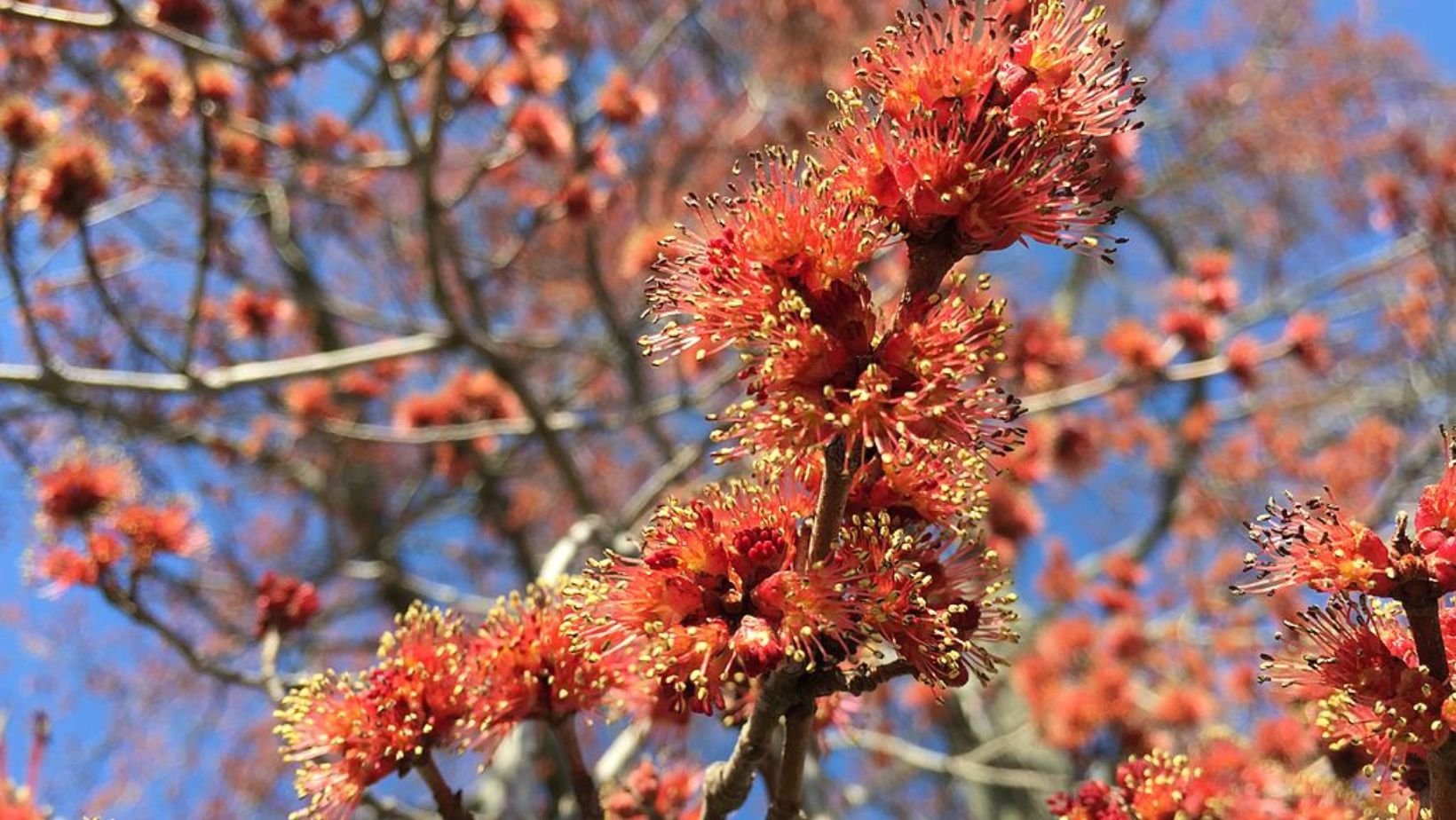 is it wild to start planting shrubs in cincinnati this week?