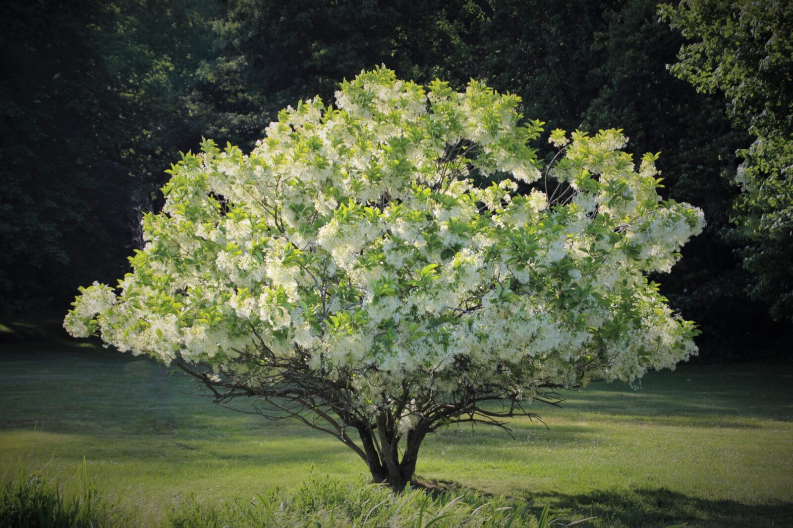 can a tiny patio really handle a fringe tree in a pot? my wild experiment