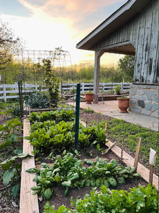how did my tiny dobbs ferry yard turn into a veggie jungle?