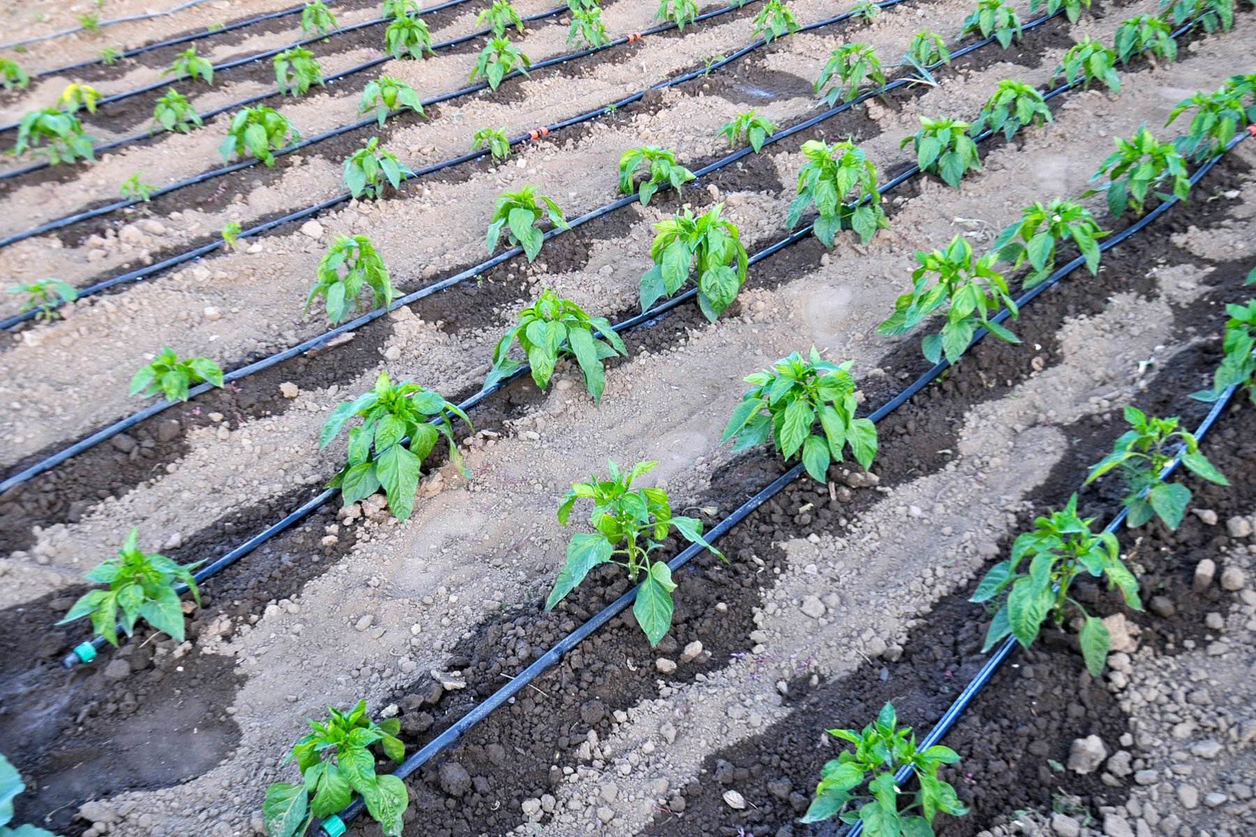 how i stopped drowning my tomatoes: can drip irrigation save your summer?