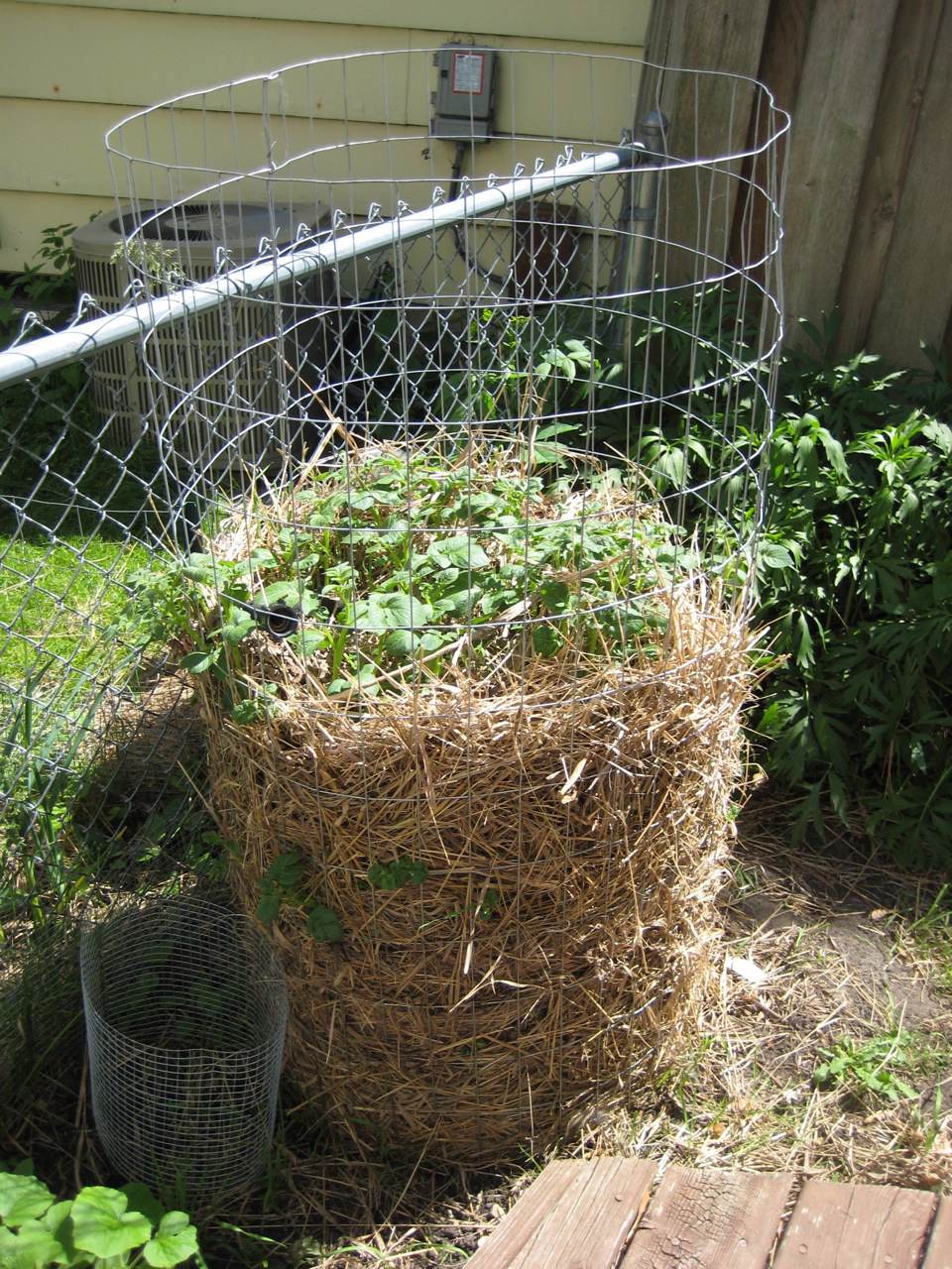 how did stacking old buckets turn into my best potato harvest ever?