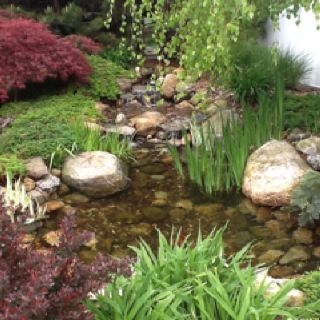 why did my willow tree base turn into a mini jungle overnight?