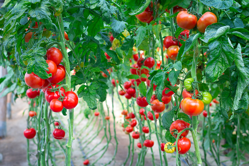 why did my tiny tomato plant turn into a backyard jungle?