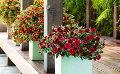 why did my calibrachoa freak out when i moved it to a new pot?