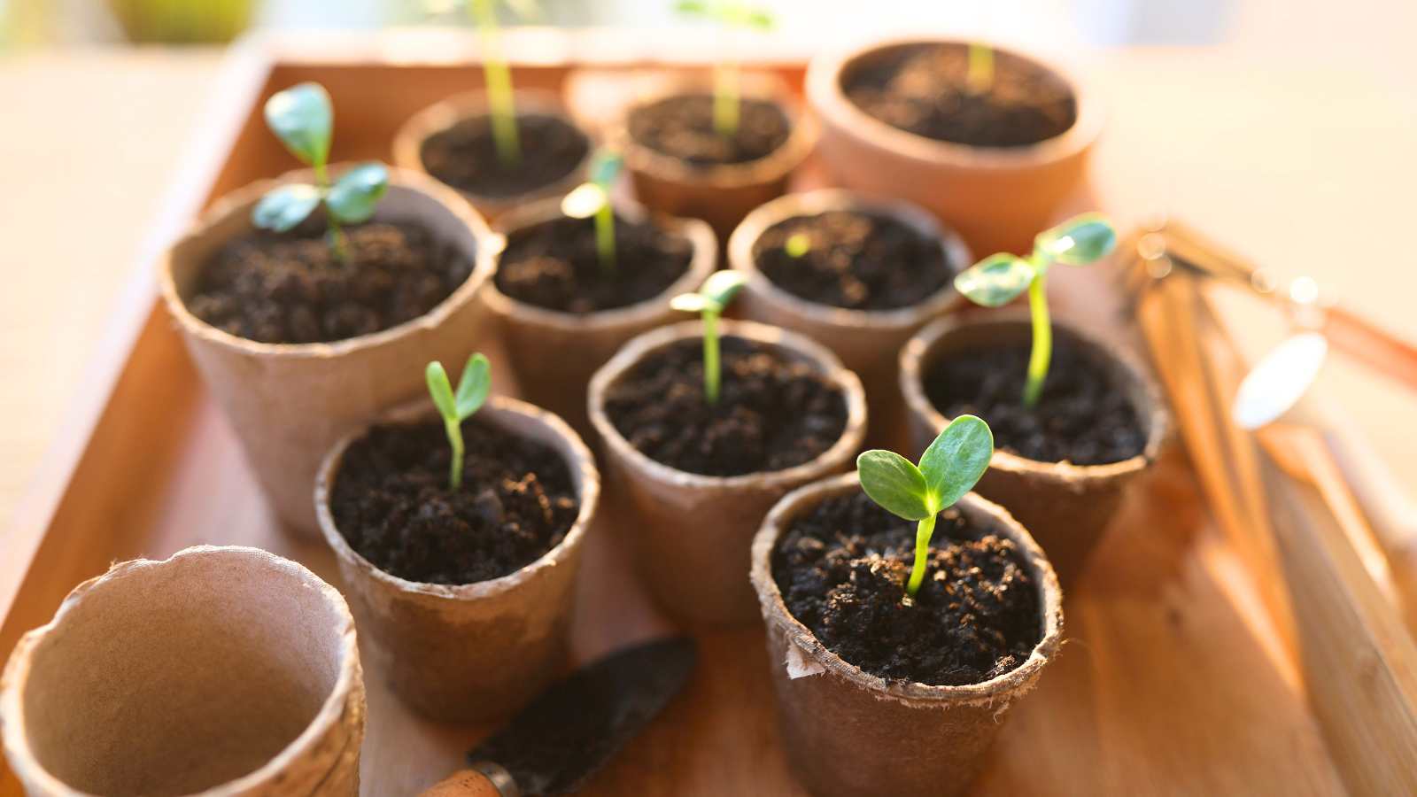 should you baby your seedlings in pots or just go wild and plant them straight into the ground?
